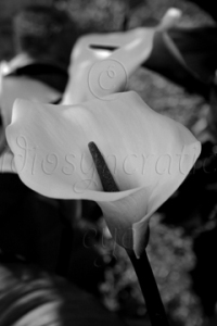 Arum Lily in Black and White
